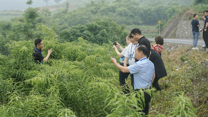 重慶秀山 黃精變“黃金”，電子產品銷售助力民富鄉村興