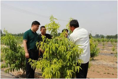 東營市河口區 黨建引領促產業 鄉村振興奔富路——電子產品銷售的創新實踐
